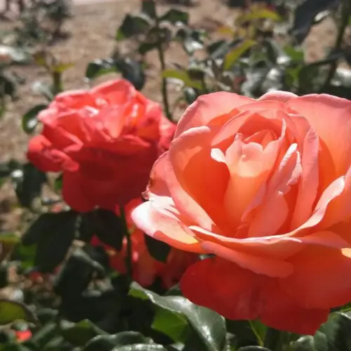 Roses 'Maria Stern'