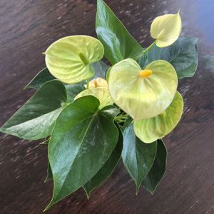 money plant variegated Variegated Money Plant – agriyumfoods main image 0