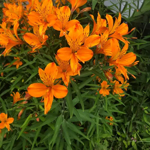 Lily of the incas 'Orange Delight'