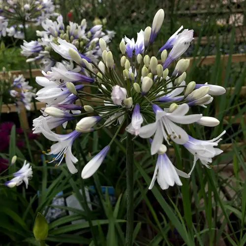 African lily 'Twister'