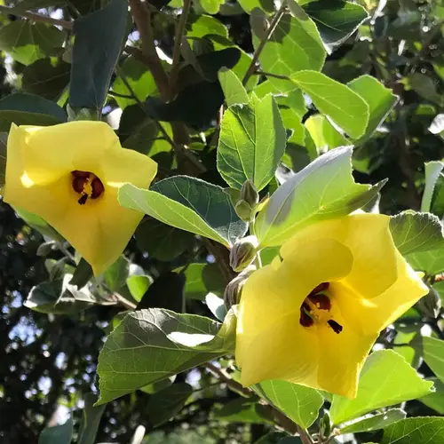 Hardy yellow hibiscus