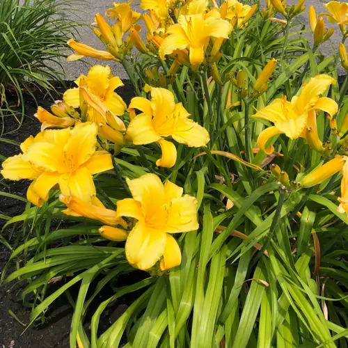 Daylilies 'Mary Todd'