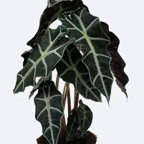 Alocasia × amazonica 'Polly'