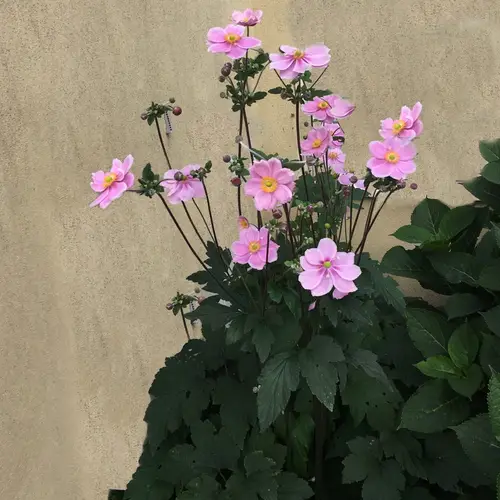 Anemone × hybrida 'Serenade'