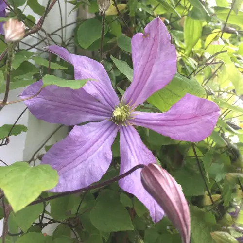 Clematis viticella 'Prince Charles'