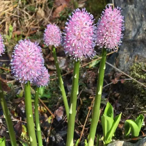 Helonias bullata - PictureThis