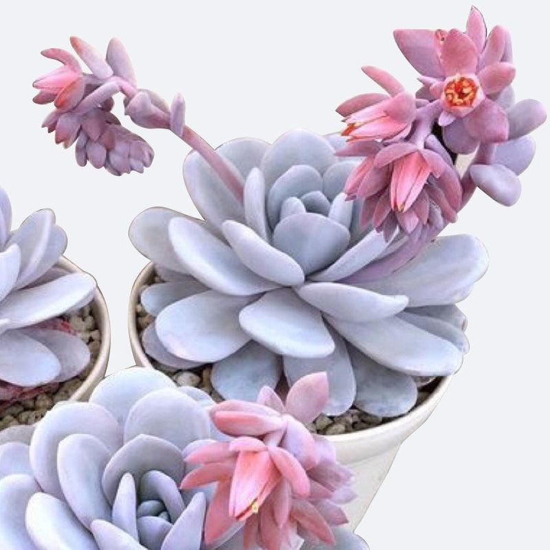 多肉植物 ラウイxプロフィカー | るる農園 多肉植物 グロブローサ×ラウイ②