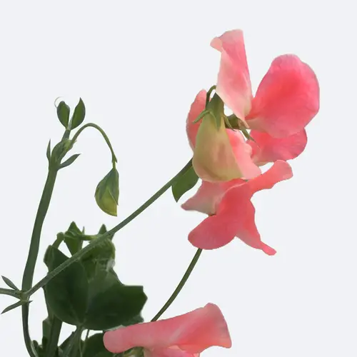 Sweet pea 'Apricot Queen'