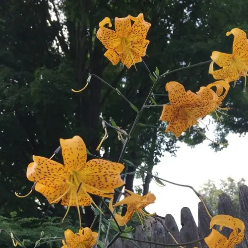 Lilies 'Citronella'