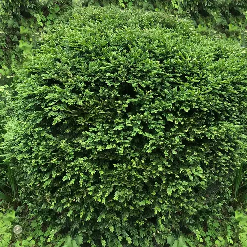 Buxus sempervirens 'Green Velvet'