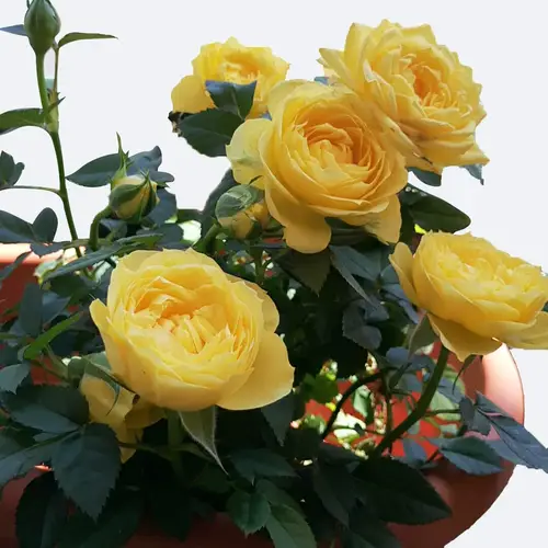 Roses 'Golden Celebration'