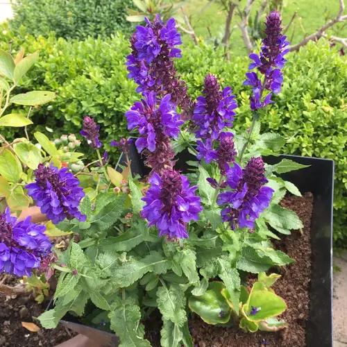 Salvia nemorosa 'Blue Marvel'