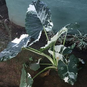 クワズイモ沖縄産 クワズイモ 'Okinawa Silver' (Alocasia odora 'Okinawa Silver