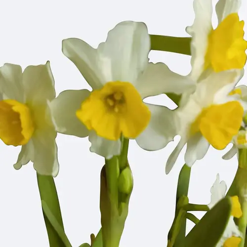Cyclamen-flowered daffodil 'Eaton Song'