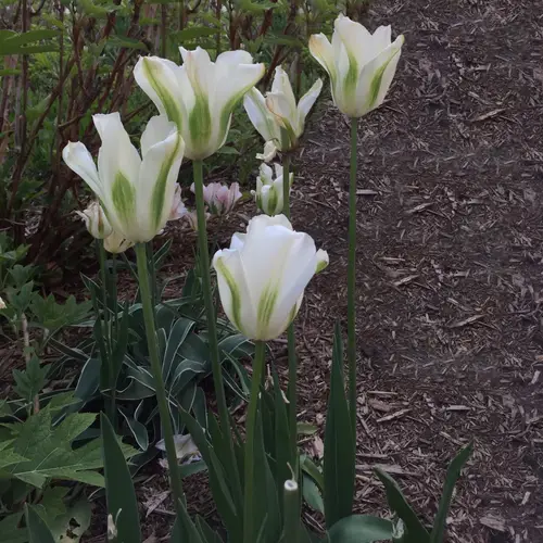 Tulips 'Spring Green'