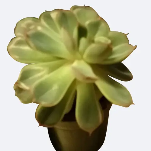 Echeveria rosea