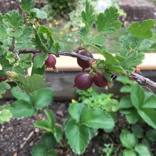 Hairy-stem gooseberry 'Captivator'