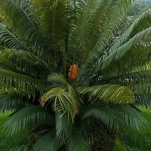 インドソテツ (ケア, 特徴, 分布, 画像)