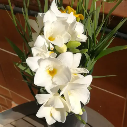 Freesia × kewensis 'White'