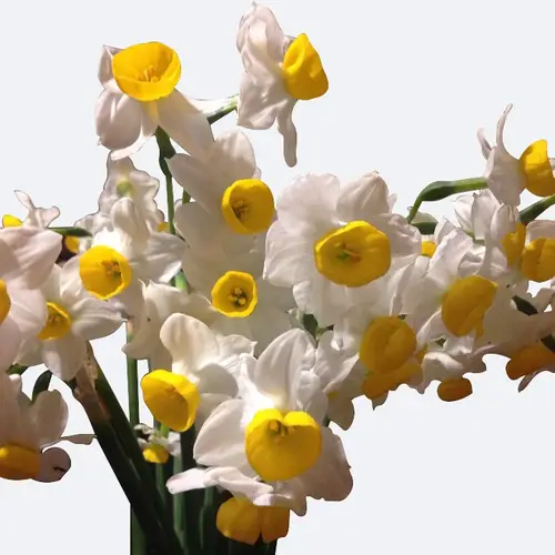 Narcissus botanical 'Avalanche'