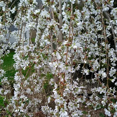 Prunus serrulata 'Snow Fountains'