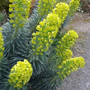 ユーフォルビア・カラキアス 'John Tomlinson' (Euphorbia characias