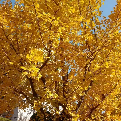 Maidenhair tree 'Autumn Gold'