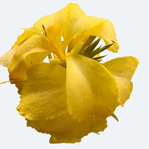 Canna lily 'Toucan Yellow'