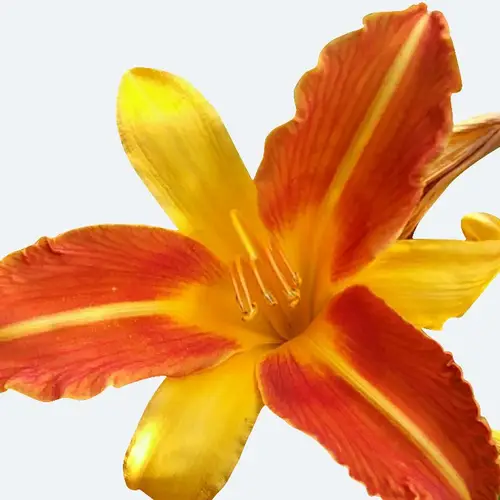 Hemerocallis × cultorum 'Frans Hals'