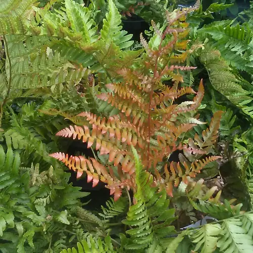 Autumn fern 'Brilliance'
