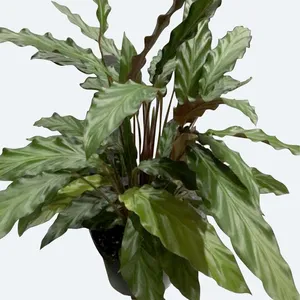 dracaena steckling 3-5 FT Dracaena 'Warneckii' Cane – Dahing Plants main image 1