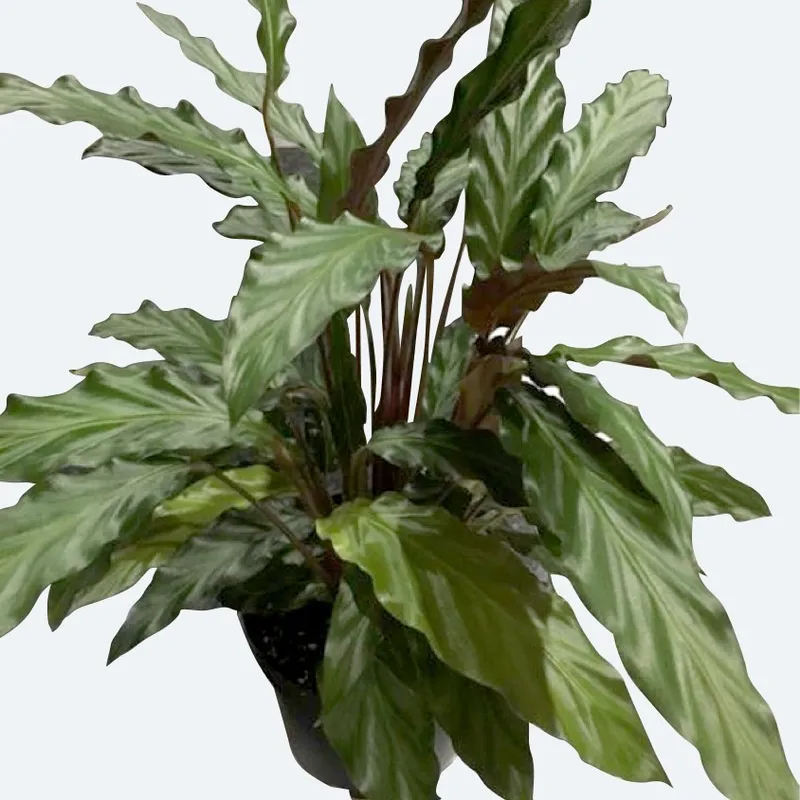 Discover the Unmatched Benefits of Owning the Beautiful Furry Feather  Calathea 'Wavestar'