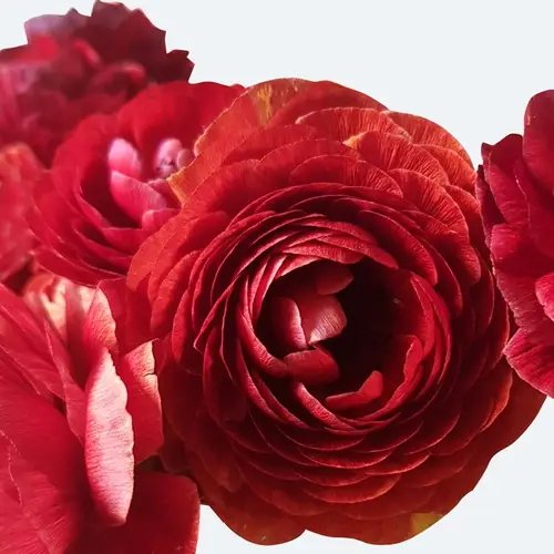 Ranunculus asiaticus 'Elegance Red'