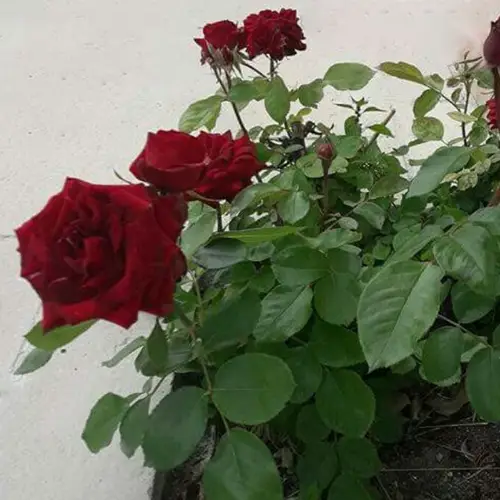 Roses 'Etoile de Hollande'