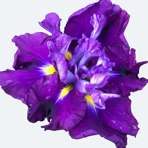 Japanese iris 'Summer Storm'