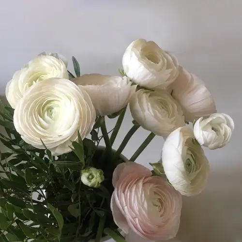 Persian buttercup 'Elegance White'
