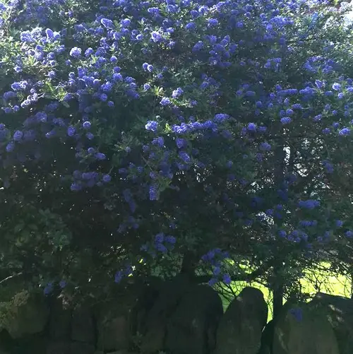 Ceanothus arboreus 'Trewithen Blue'