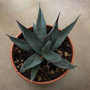 How to Grow and Care for Agaves 'Shaka Zulu'