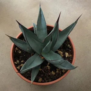 How to Grow and Care for Agaves 'Shaka Zulu'