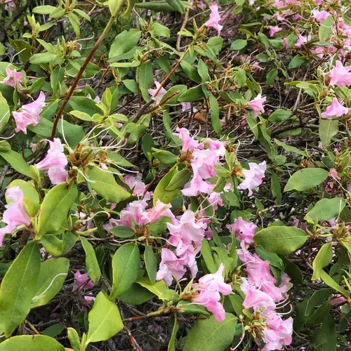 Rhododendron latoucheae