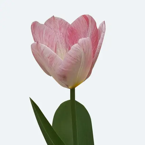 Tulipa 'Flaming Purissima'
