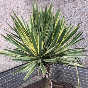 アツバキミガヨラン(厚葉君が代蘭) 'Variegata'の育て方・栽培方法 アツバキミガヨラン(厚葉君が代蘭) 'Variegata'の育て方・栽培方法