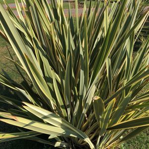 ficus lyrata zimmerpflanze Geigenfeige (Ficus lyrata) online kaufen