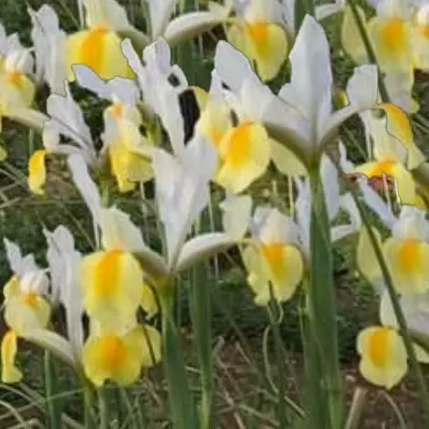 Iris hollandica 'Apollo'