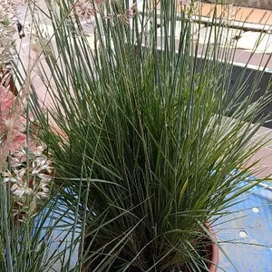 50 Semi Di Vetiver Freschi - Pianta Erbacea Per Giardino, Interno O Esterno - Foto 8