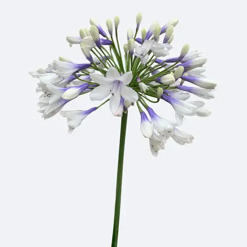Agapanthus Twister 'Ambic001'