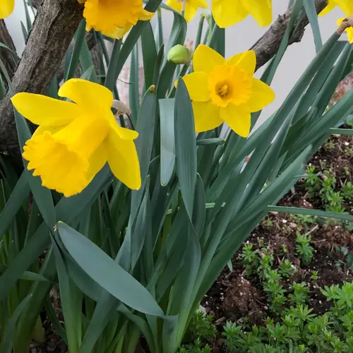 Daffodils 'Carlton'