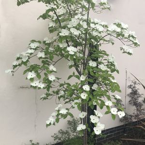 How to Grow and Care for Pacific dogwood 'Eddie's White Wonder'