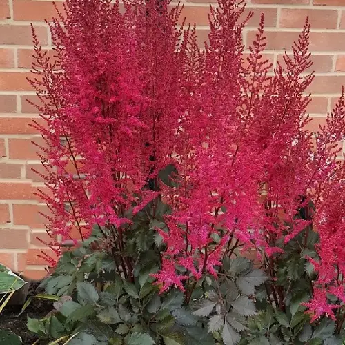 Astilbe chinensis 'Mighty Chocolate Cherry'
