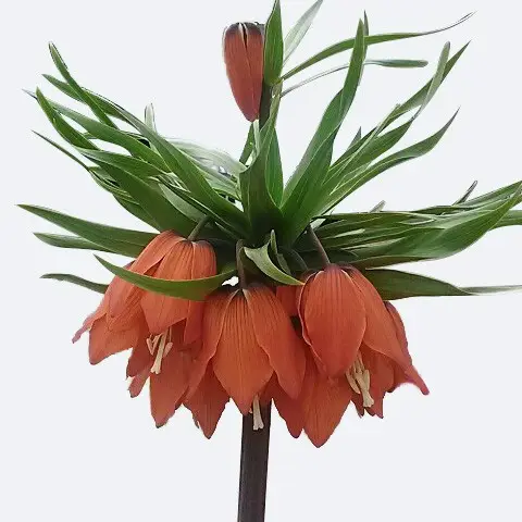 Fritillaria imperialis 'Rubra'